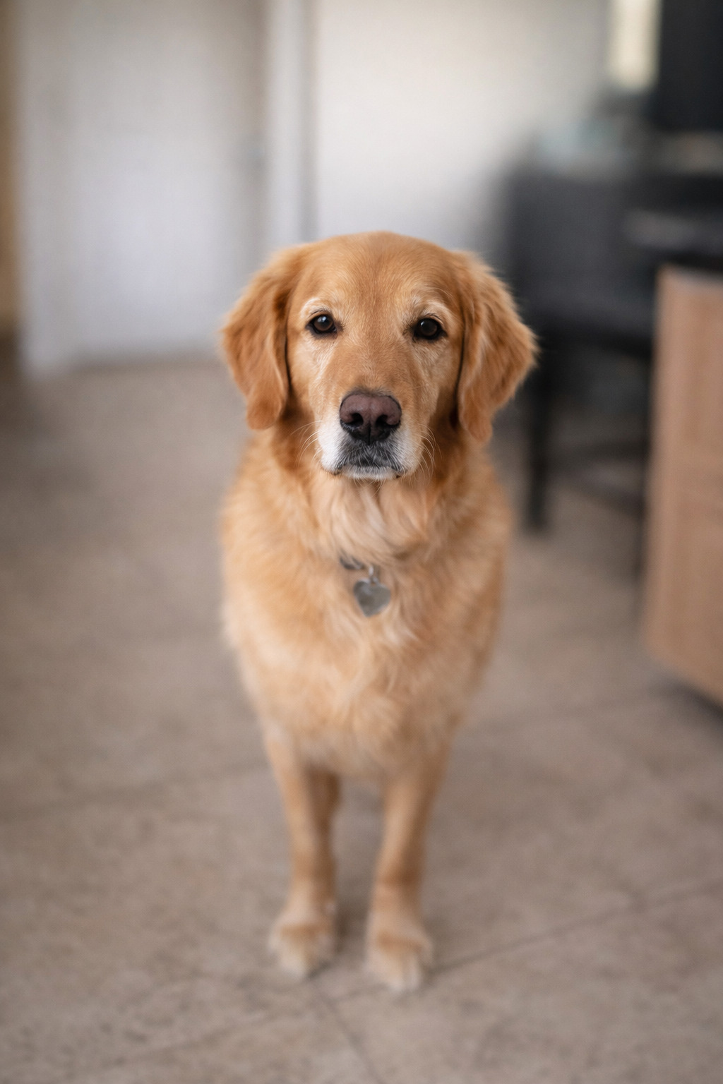 Tucker, firm golden retriever